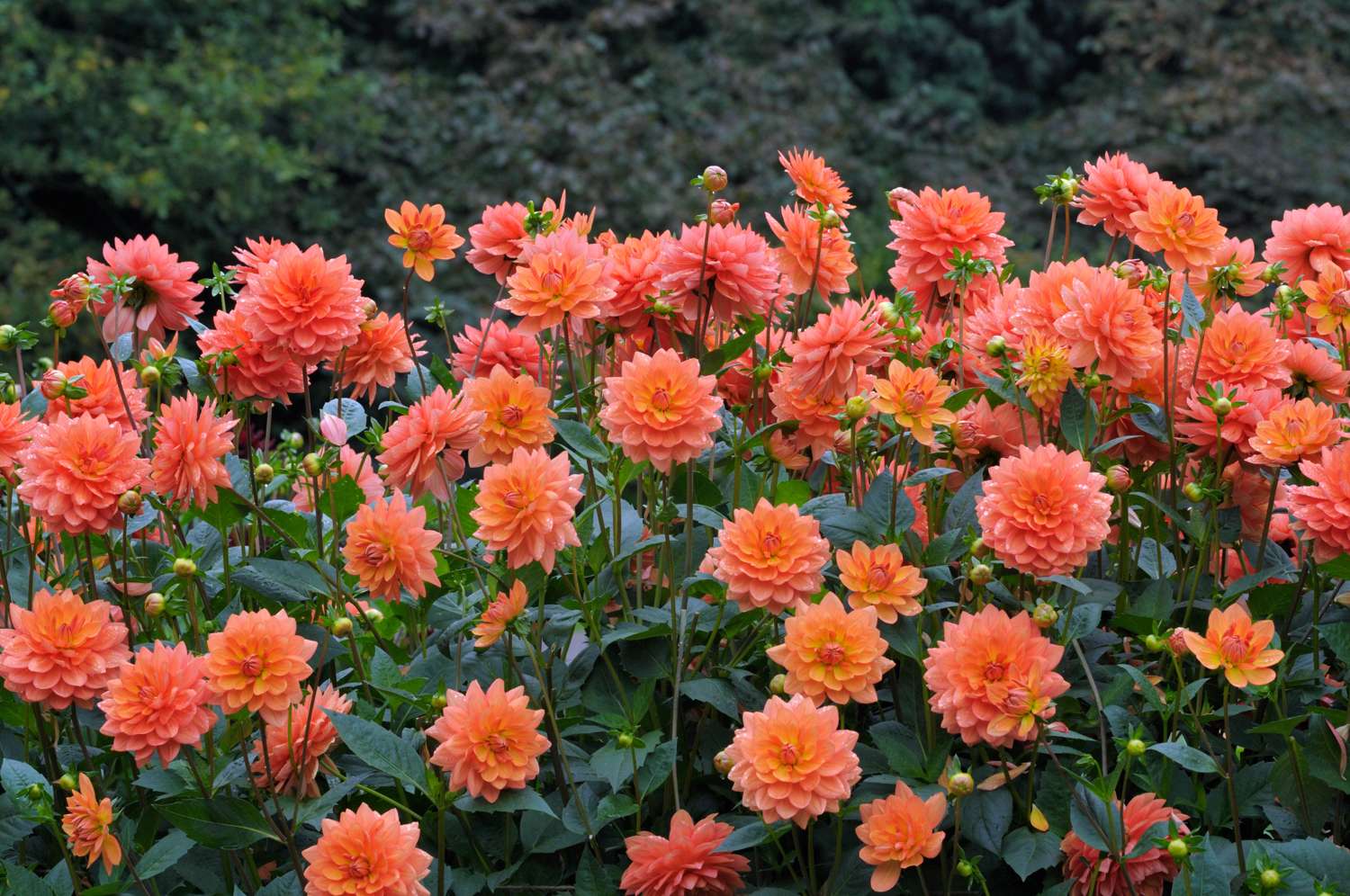 Dahlia 'Sheps Memory'